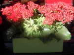 Red Kalanchoe, green container, ivy