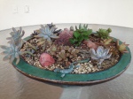 Dish Garden with Succulents